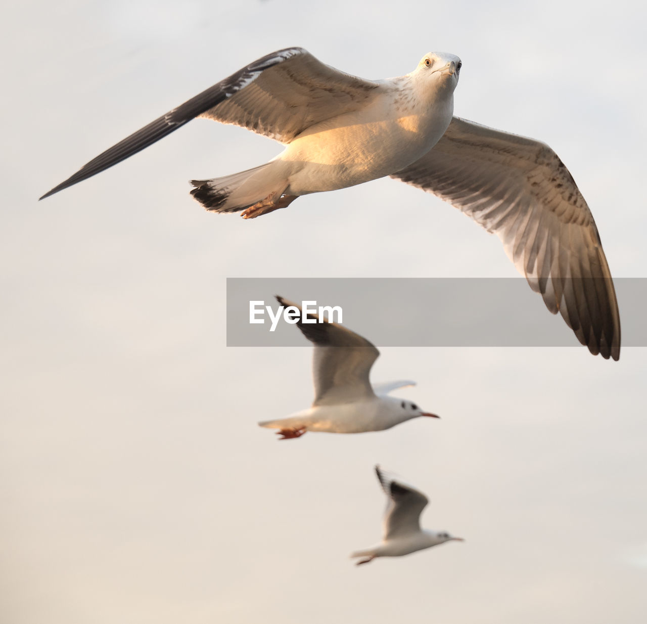 LOW ANGLE VIEW OF SEAGULLS FLYING