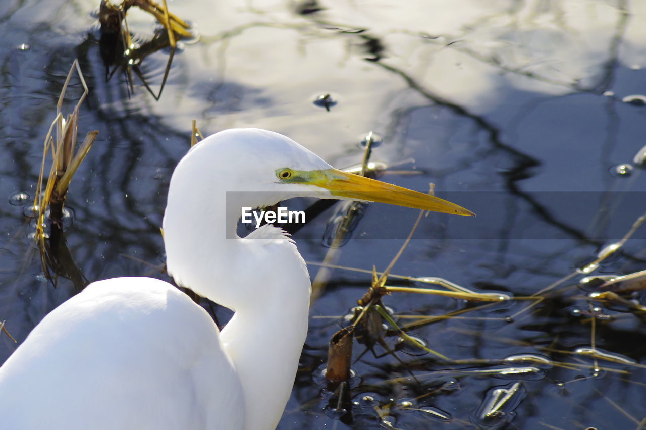 Close-up of egret at lakeshore