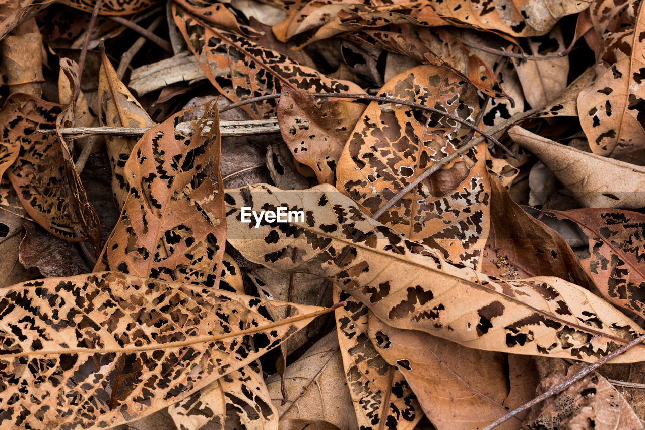 Full frame shot of dried autumn leaves