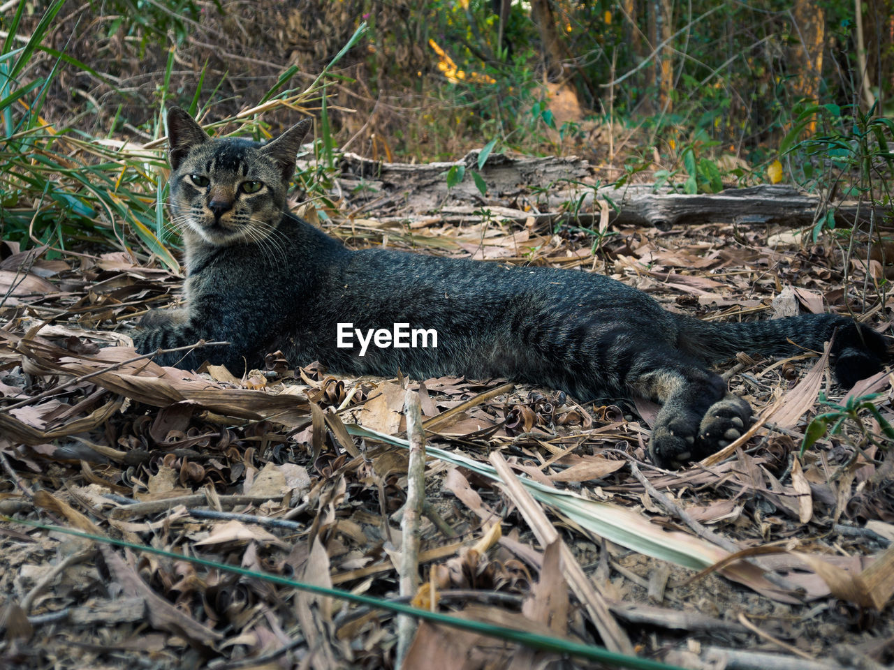 Cat in a forest