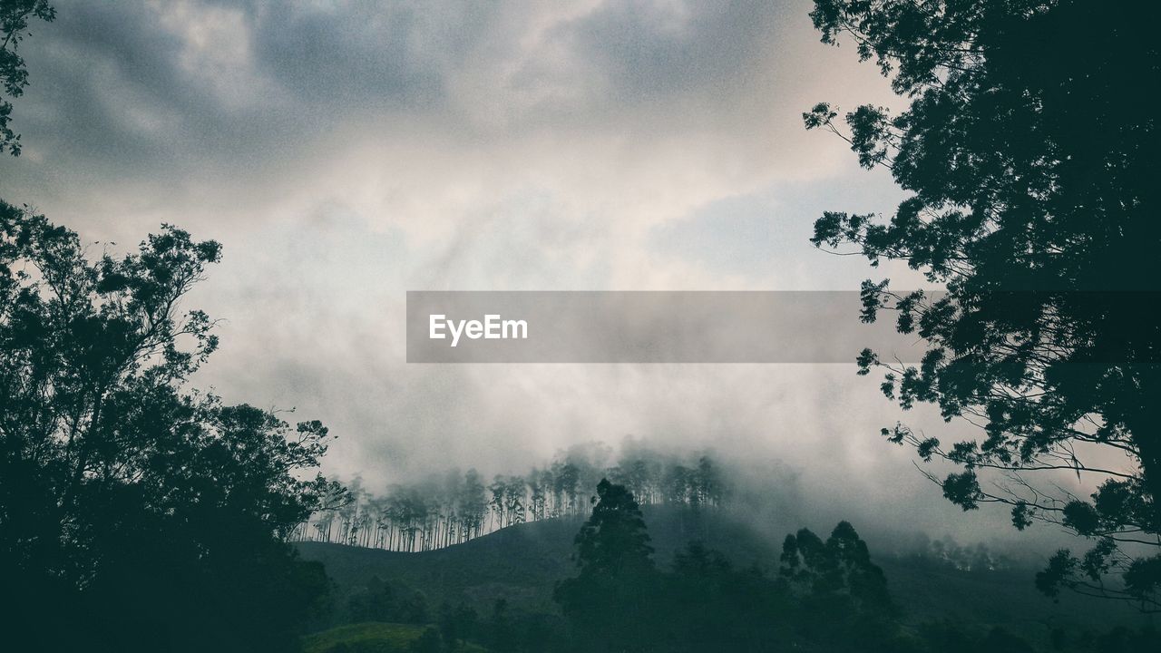 Low angle view of trees against cloudy sky in forest during foggy weather