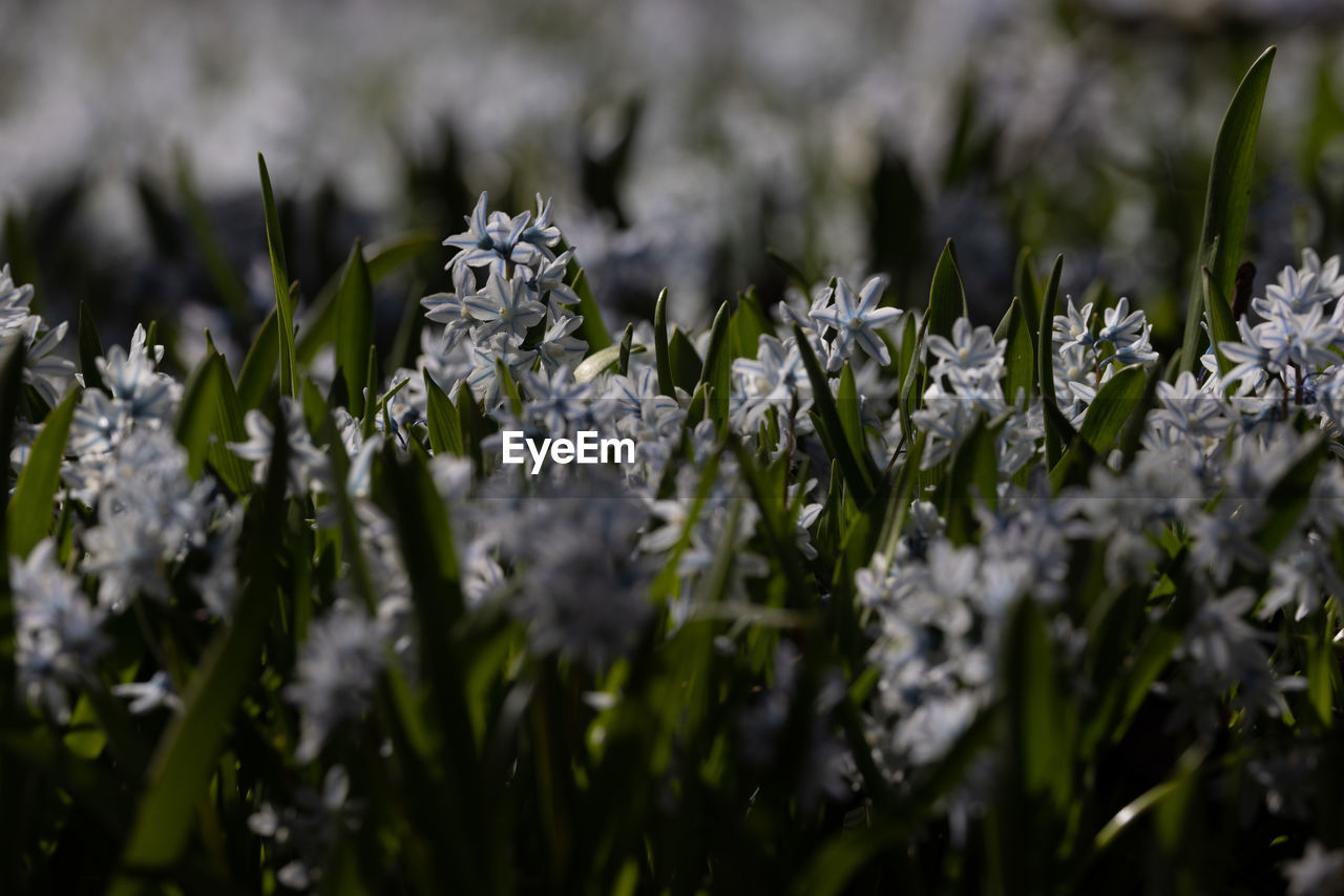 Close-up of white flowering plants with blue stripes on field