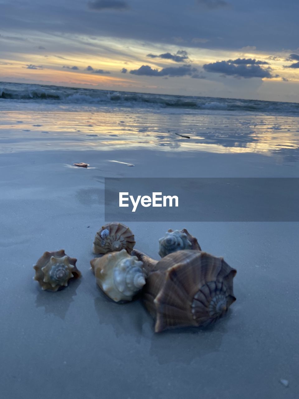 View of shells on beach