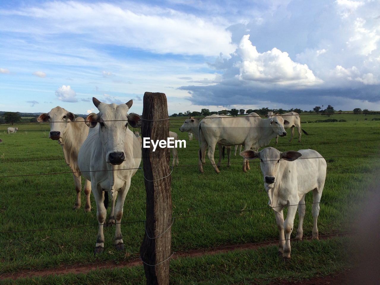 HORSES GRAZING ON GRASSY FIELD