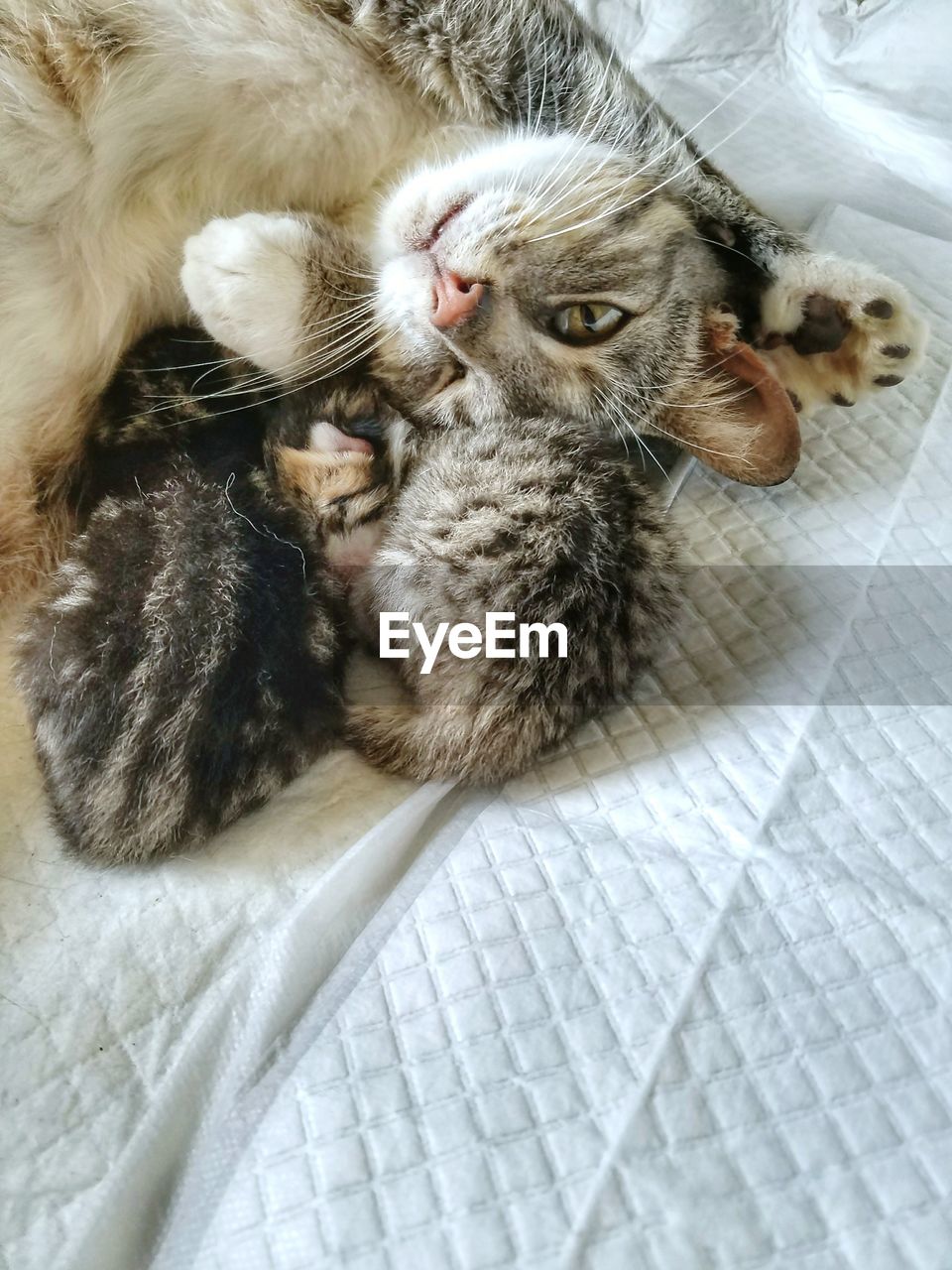 HIGH ANGLE VIEW OF CAT WITH KITTEN