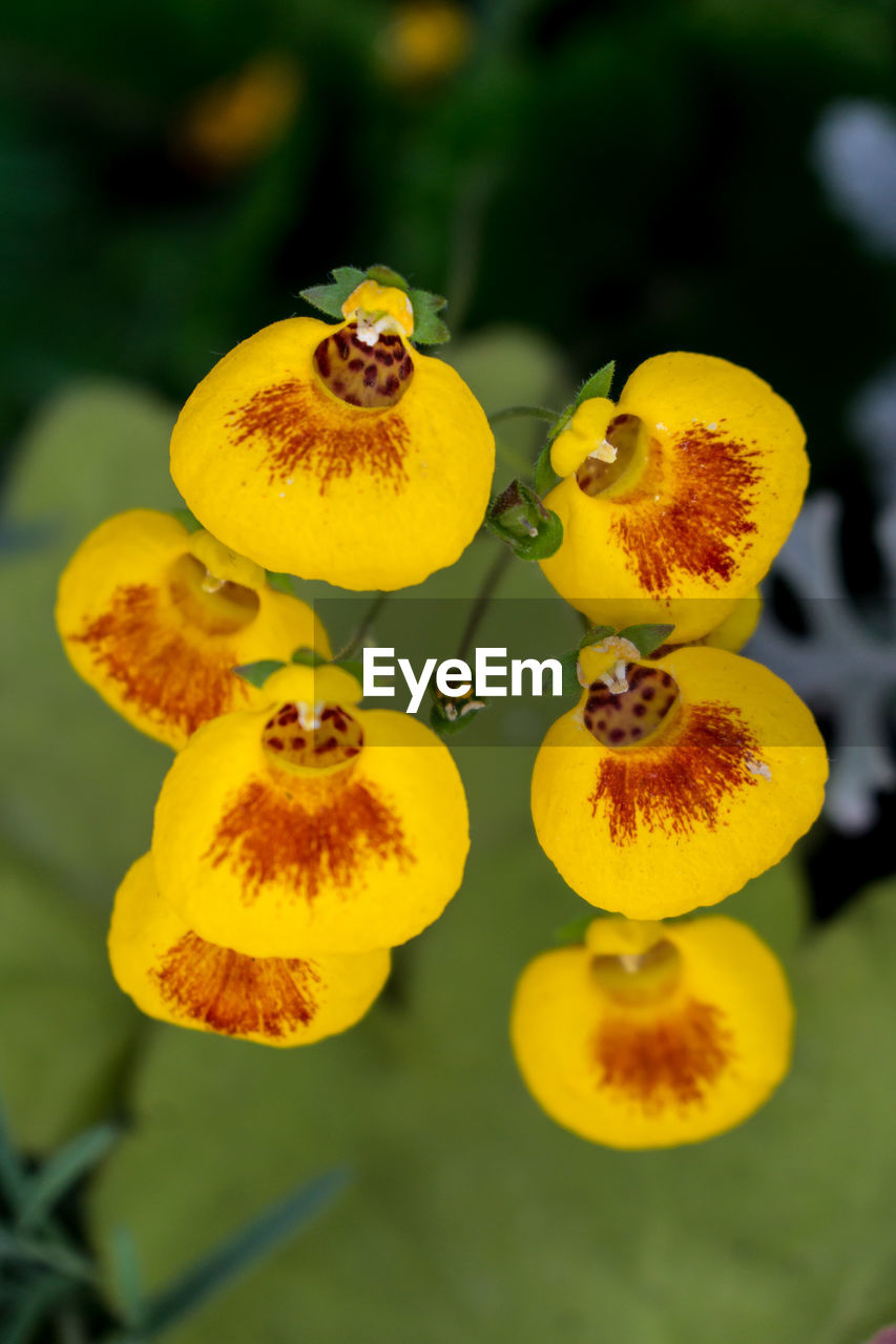 Close-up of yellow flowers