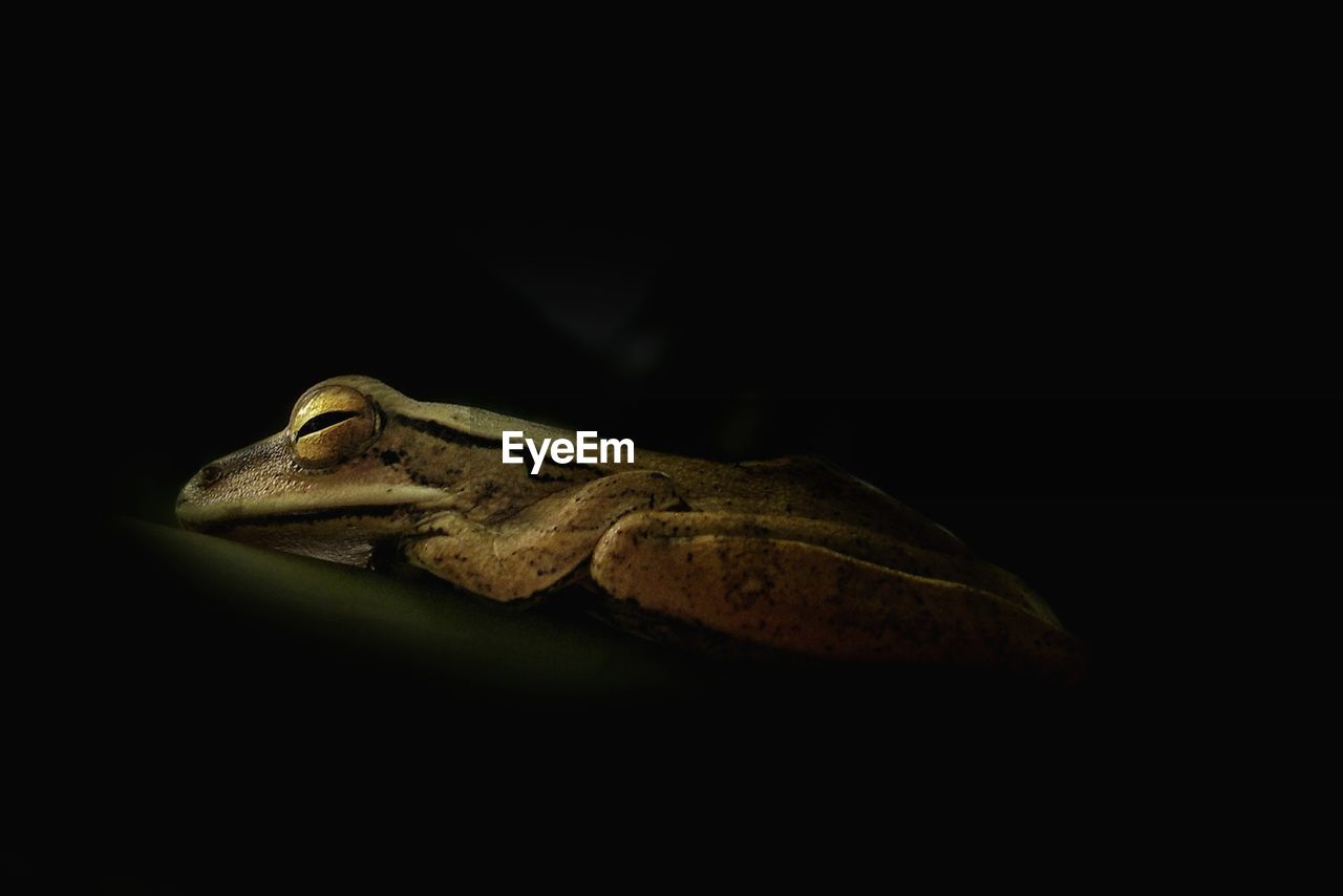 Close-up of a frog over black background