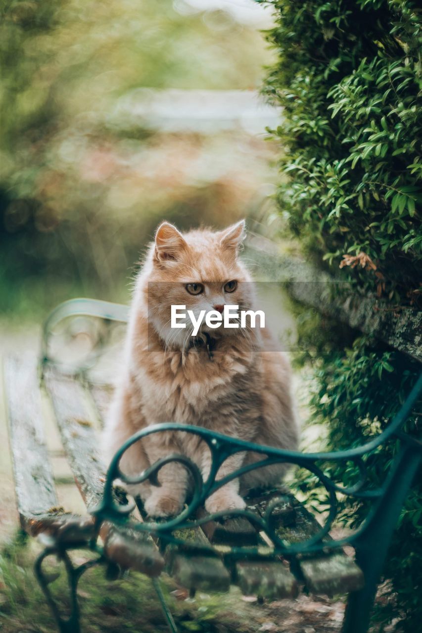 Big ginger cat sitting in the garden with bokeh background happy pet life concept beautiful siberian