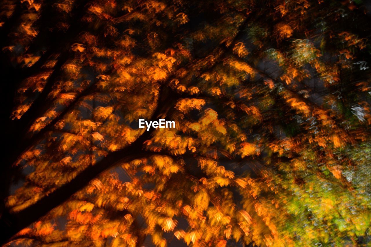 LOW ANGLE VIEW OF TREES IN FOREST DURING AUTUMN