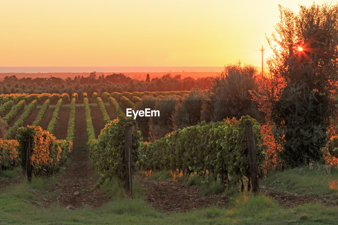 View of vineyard at dusk