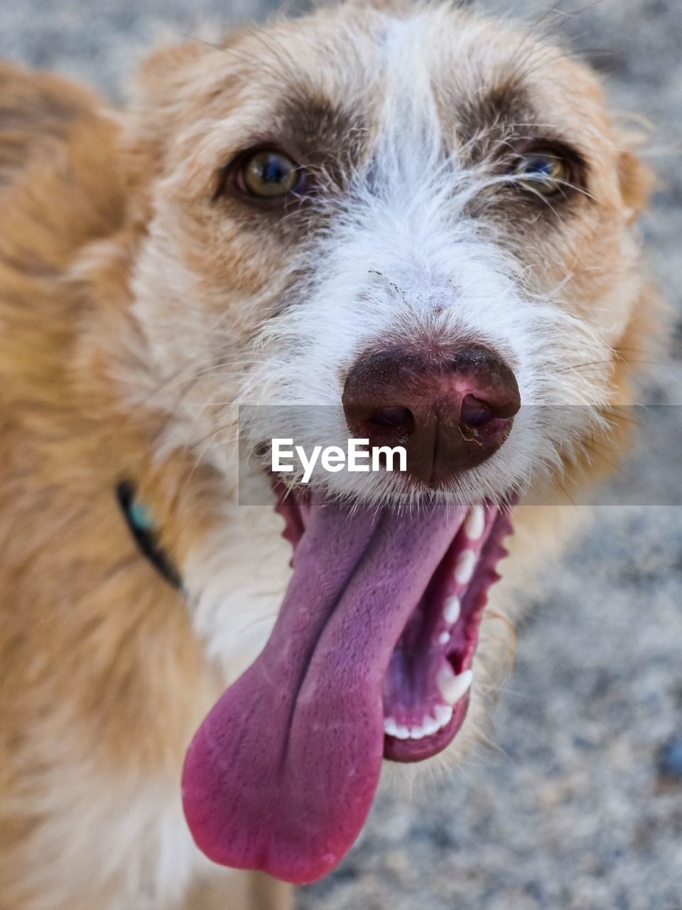 Close-up portrait of dog sticking out tongue