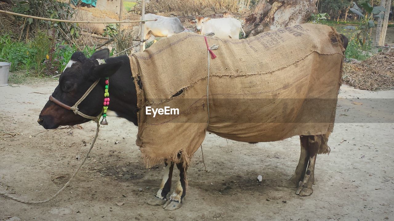 CAMELS IN FIELD