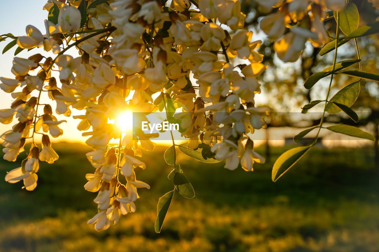 Close-up of yellow flowering plant against sky