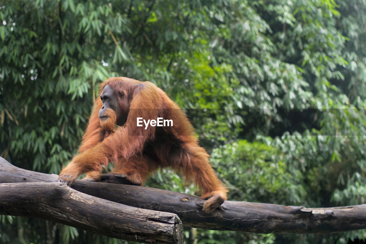 Orangutan walking on logs