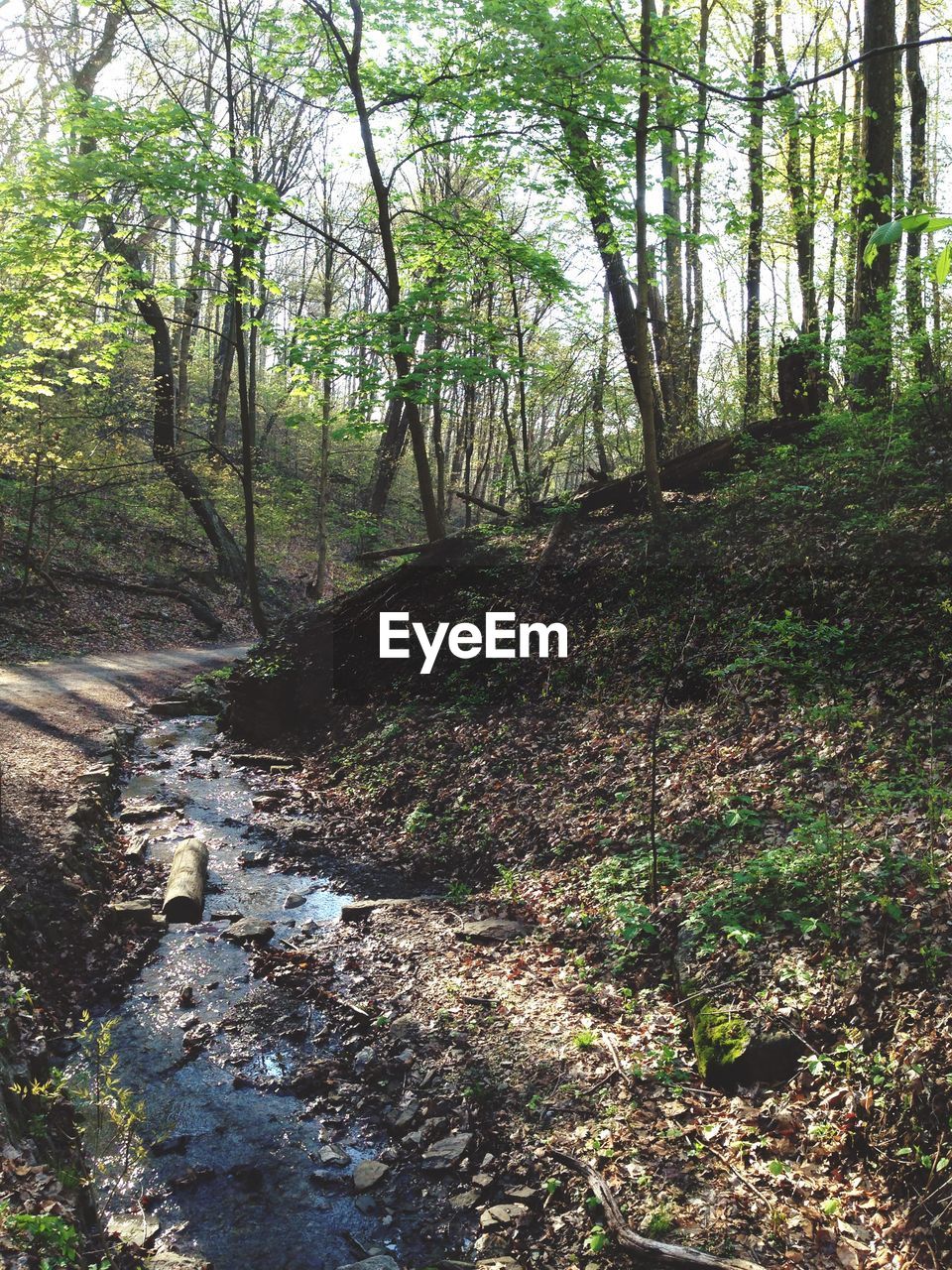 Narrow stream flowing in forest