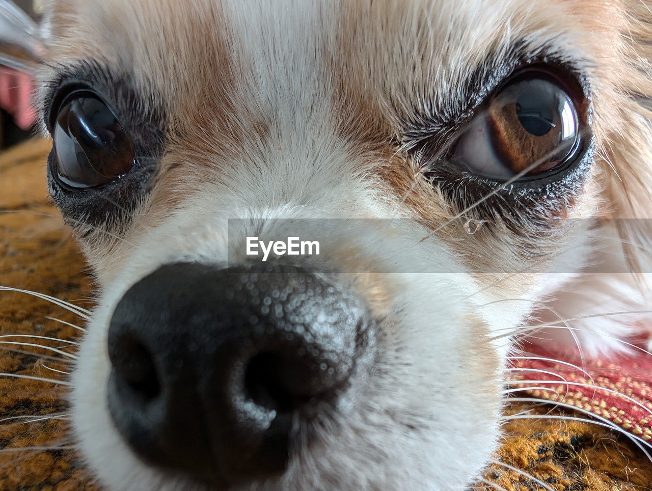 animal themes, one animal, animal, pet, dog, mammal, domestic animals, canine, snout, close-up, nose, puppy, animal body part, whiskers, portrait, animal head, lap dog, looking at camera, no people, eye, cute, young animal, animal eye