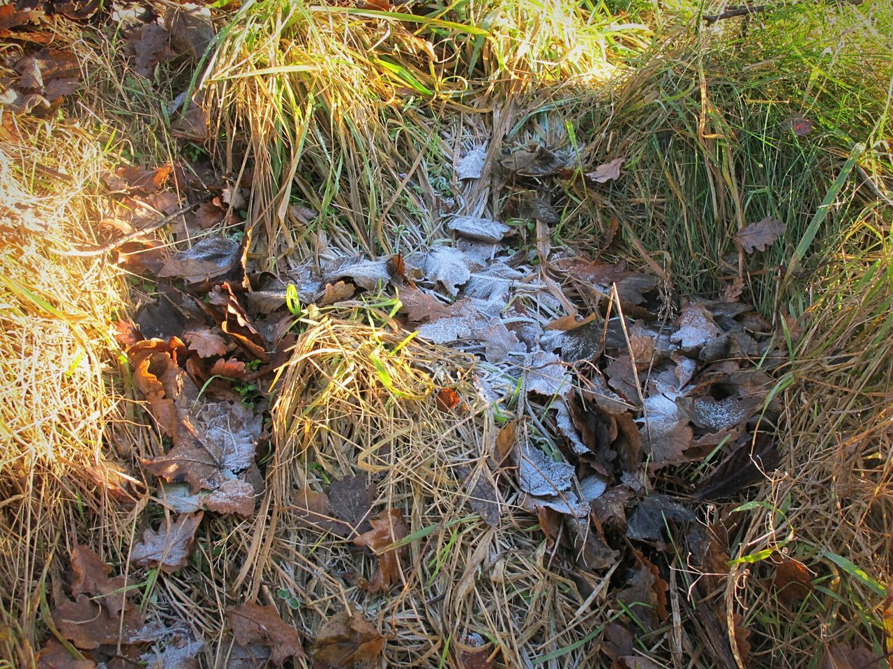 CLOSE-UP OF WATER IN PARK