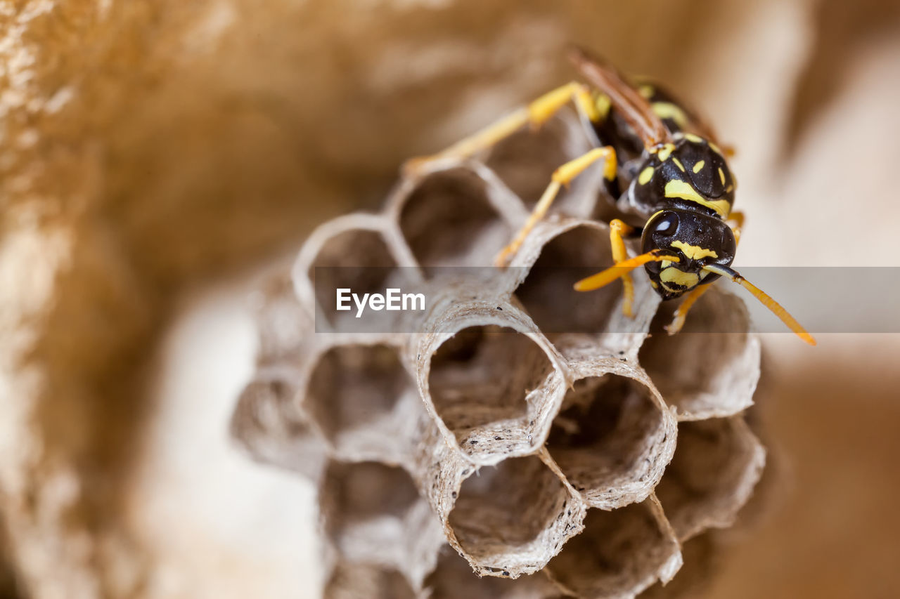 Female paper wasp building her nest