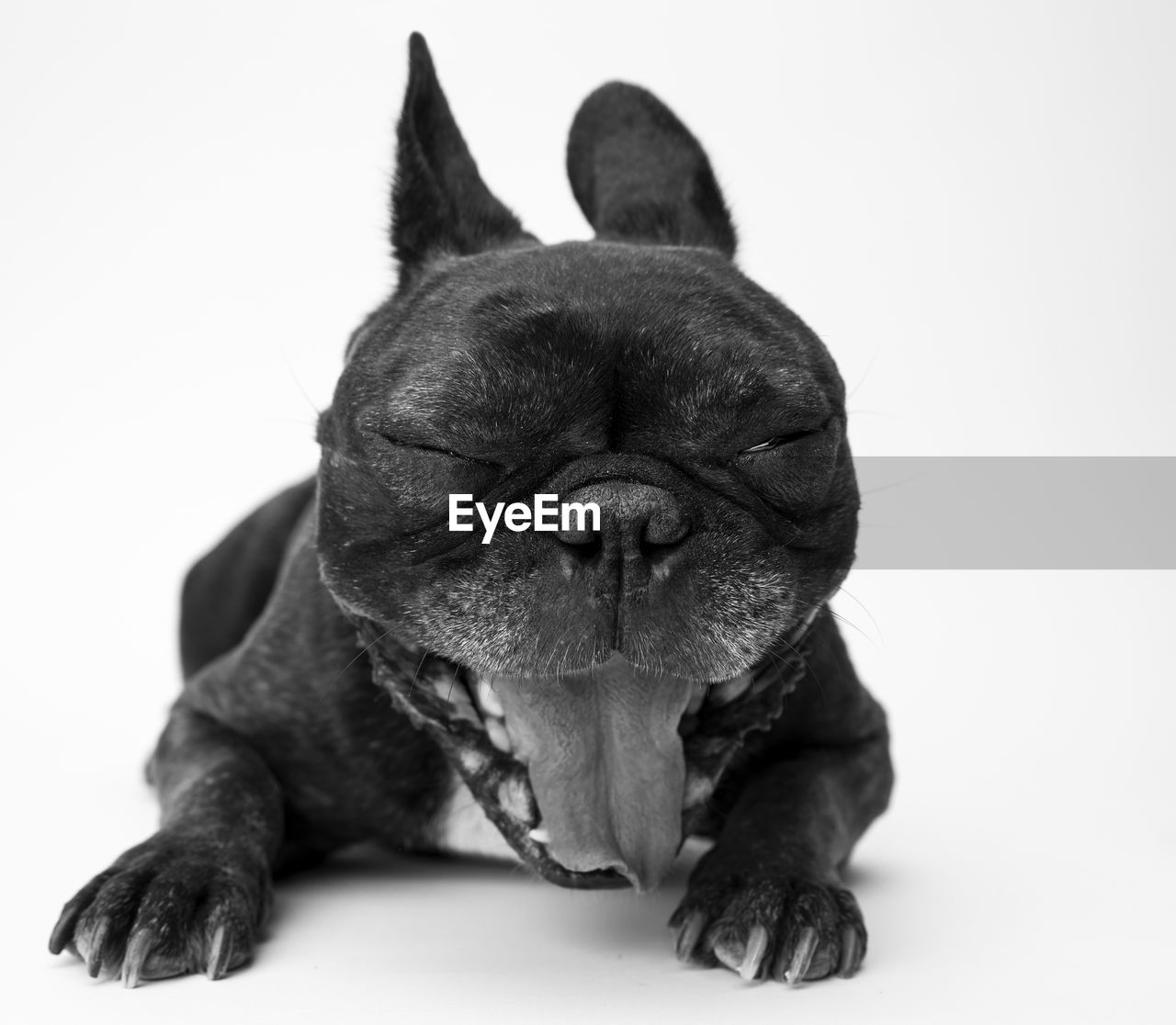 Dog sticking out tongue while sitting against white background