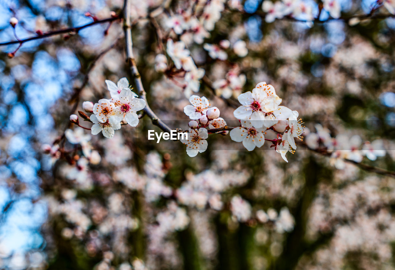 A macro shot of cherry blossoms in spring at a garden in seatac, wa.