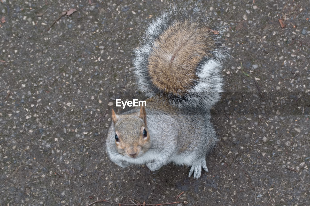 HIGH ANGLE VIEW OF SQUIRREL