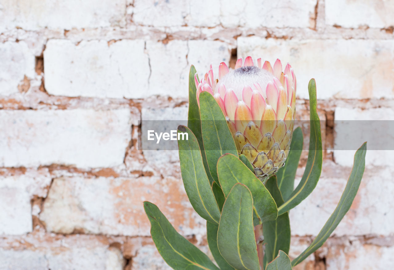 CLOSE-UP OF CACTUS