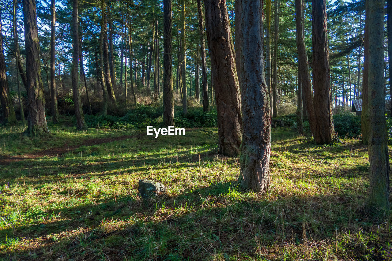 VIEW OF TREES IN FOREST