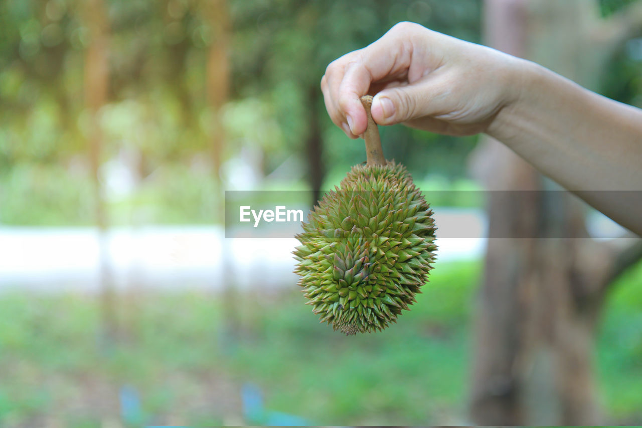 CLOSE-UP OF PERSON HAND HOLDING FRUIT