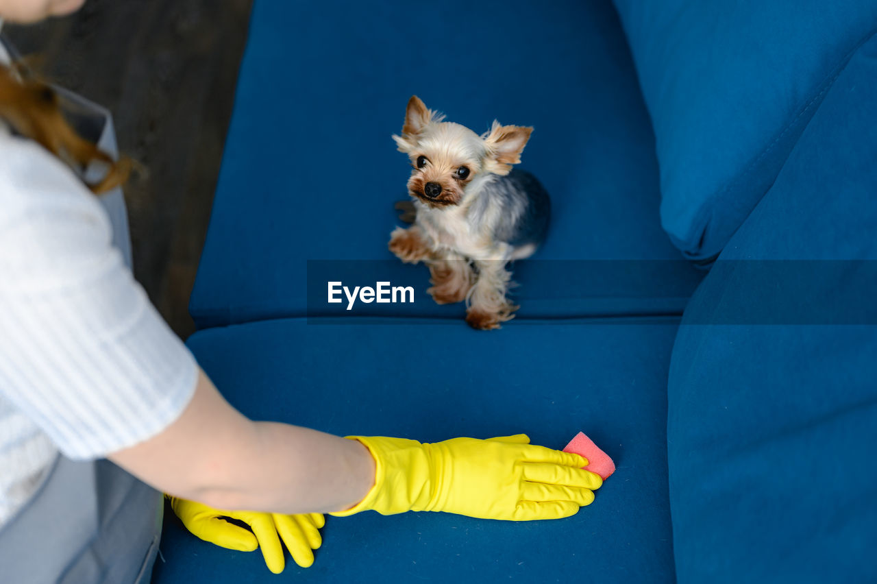 Woman in a apron and gloves cleans a sofa from dog hair. cleaning of the apartment. life with pets.