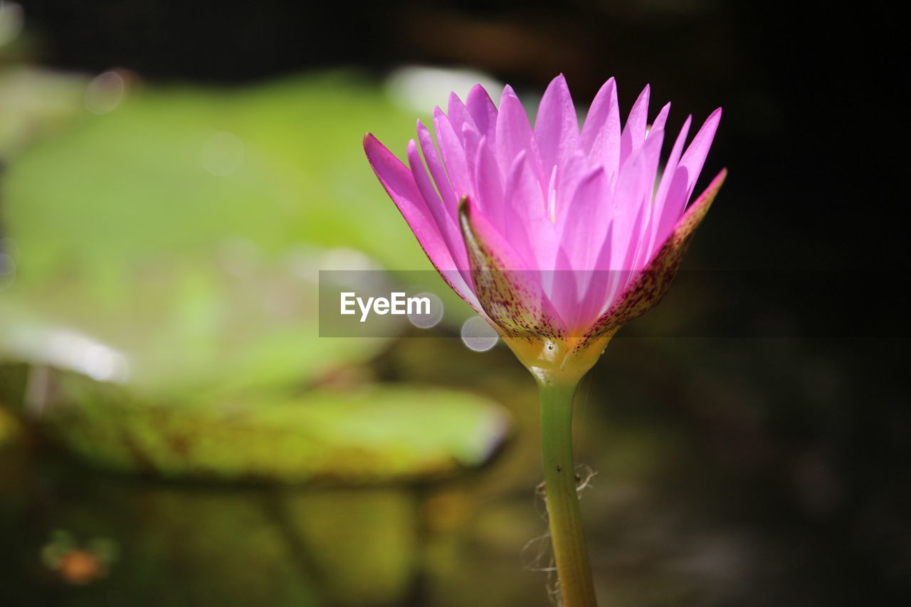 Close-up of pink flower