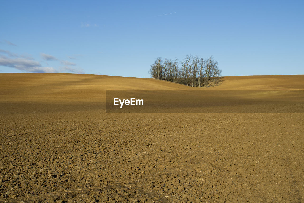 Scenic view of field against clear sky