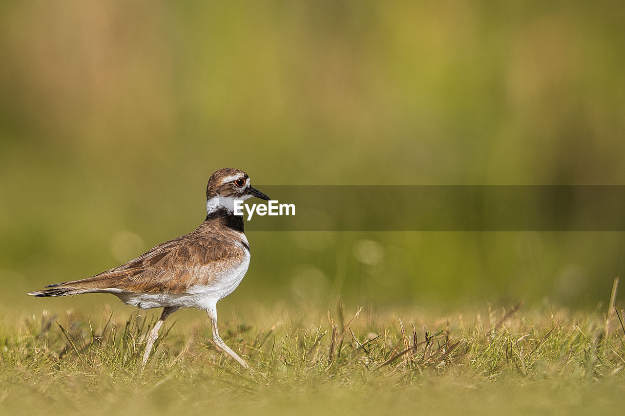 close-up of bird perching on field