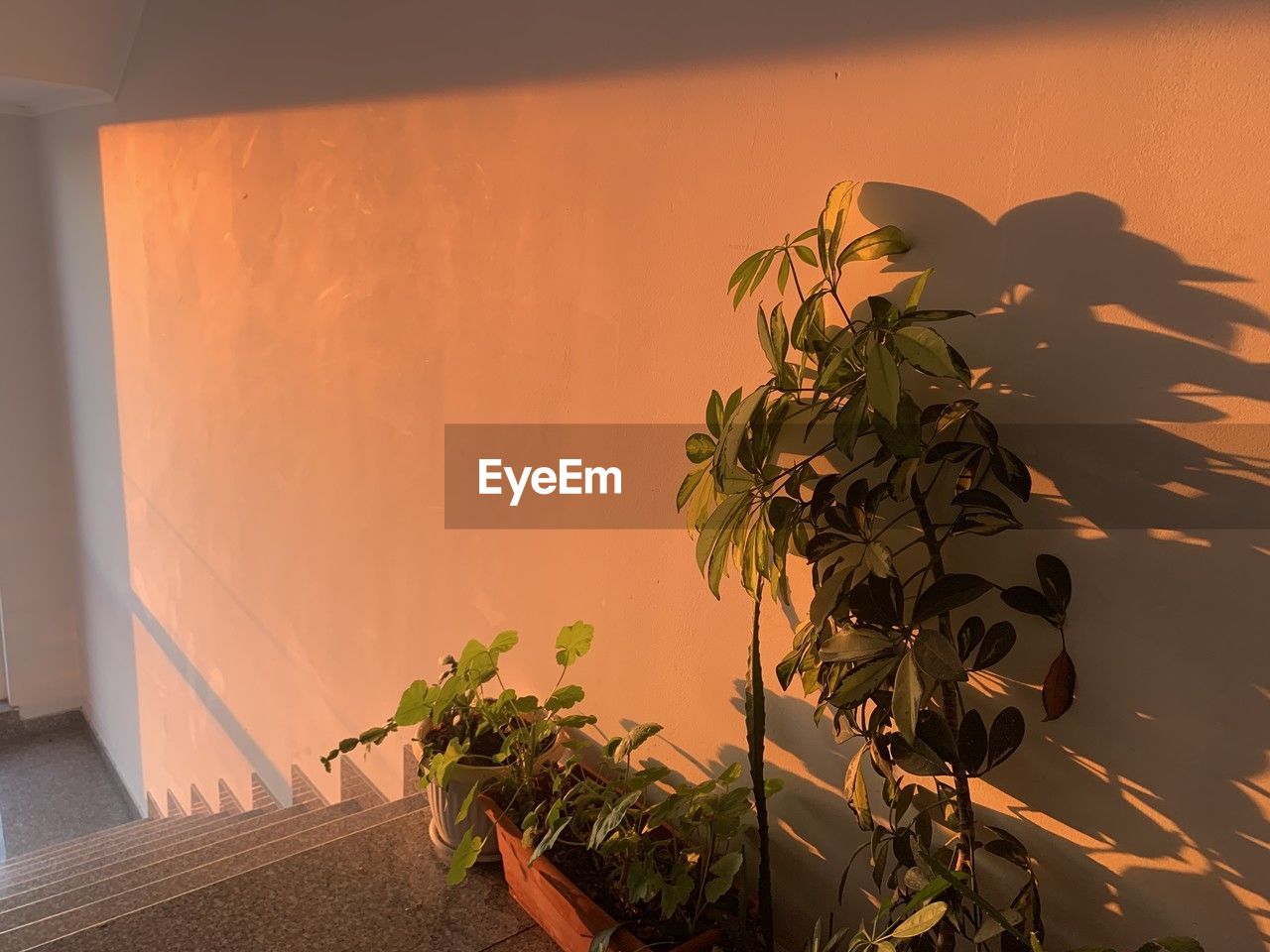 plant, nature, wall, growth, leaf, potted plant, no people, plant part, architecture, yellow, indoors, houseplant, wall - building feature, sunlight, home interior, beauty in nature, built structure, orange color, flower, building