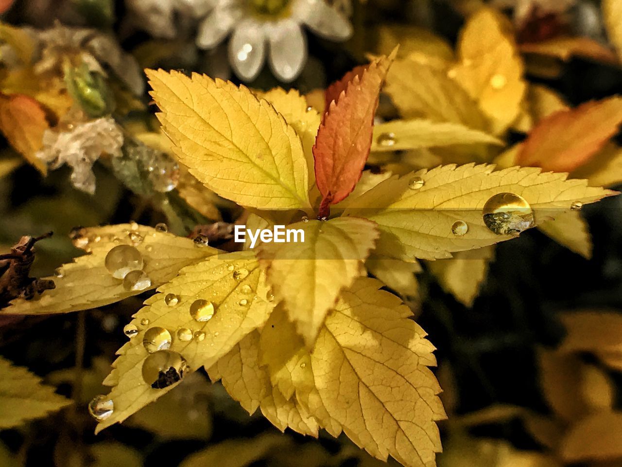 Close-up of raindrops on leaf