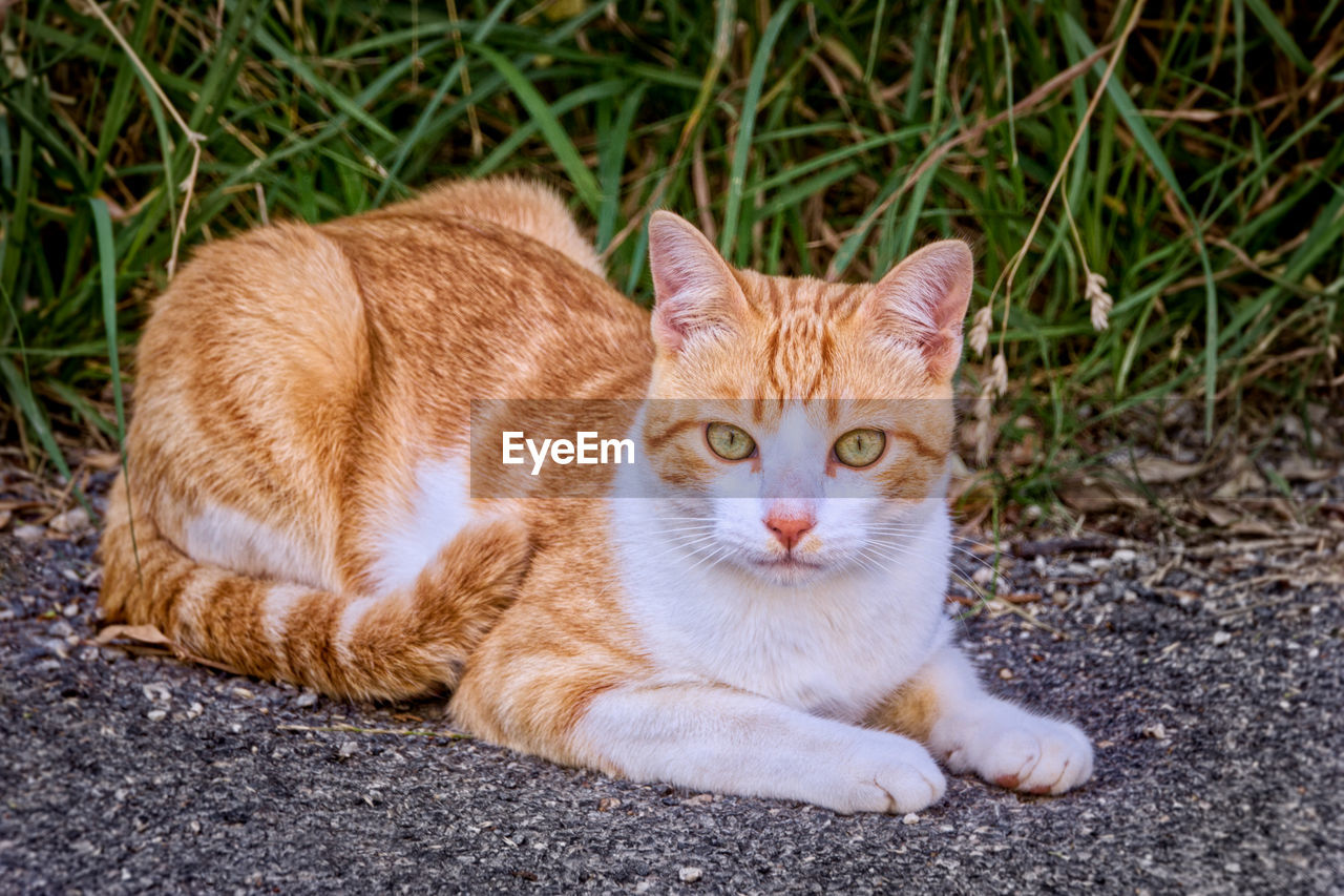 PORTRAIT OF GINGER CAT SITTING ON GRASS