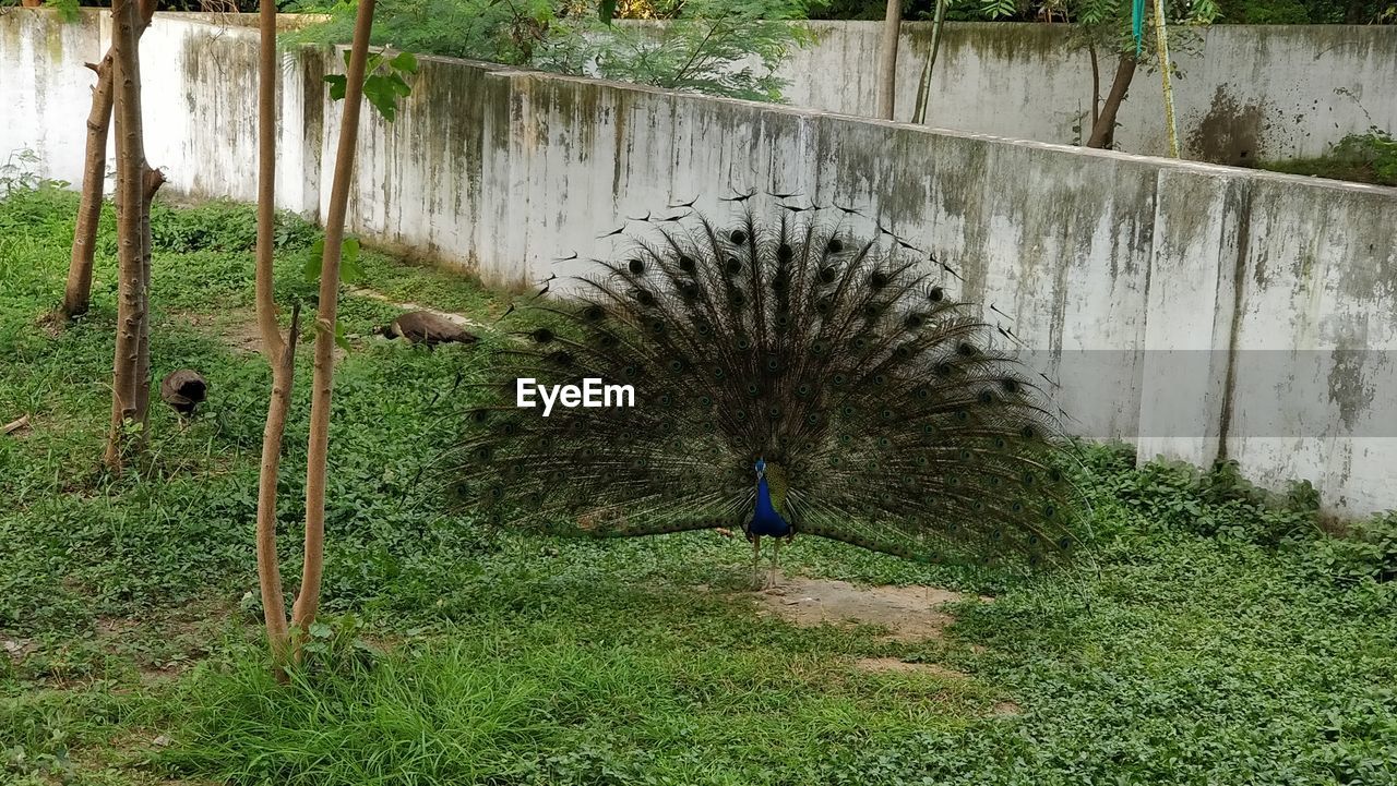 VIEW OF BIRD ON FIELD