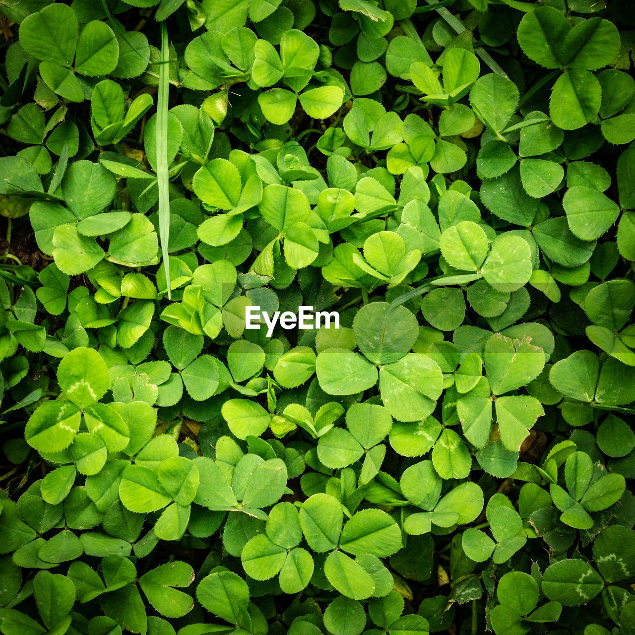 HIGH ANGLE VIEW OF LEAVES