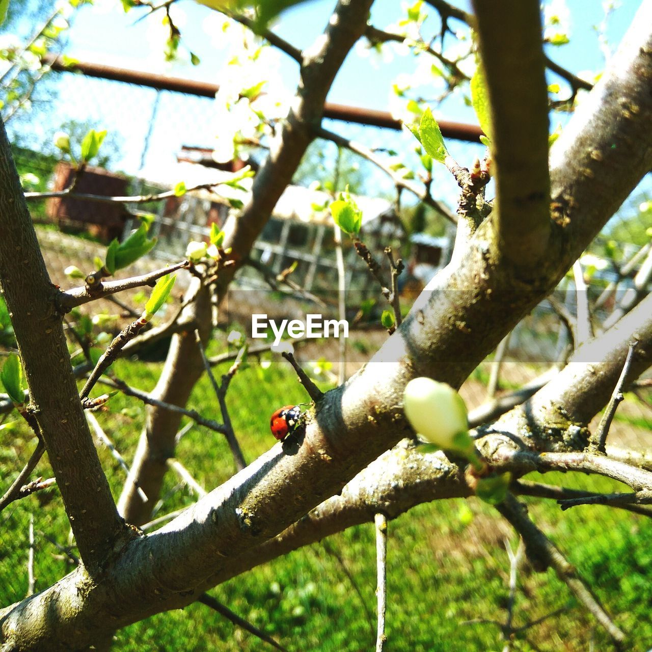 CLOSE-UP OF TREE BRANCHES