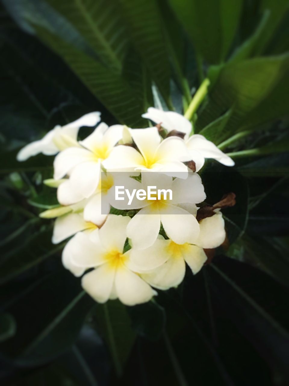 CLOSE-UP OF WHITE FLOWERS BLOOMING OUTDOORS