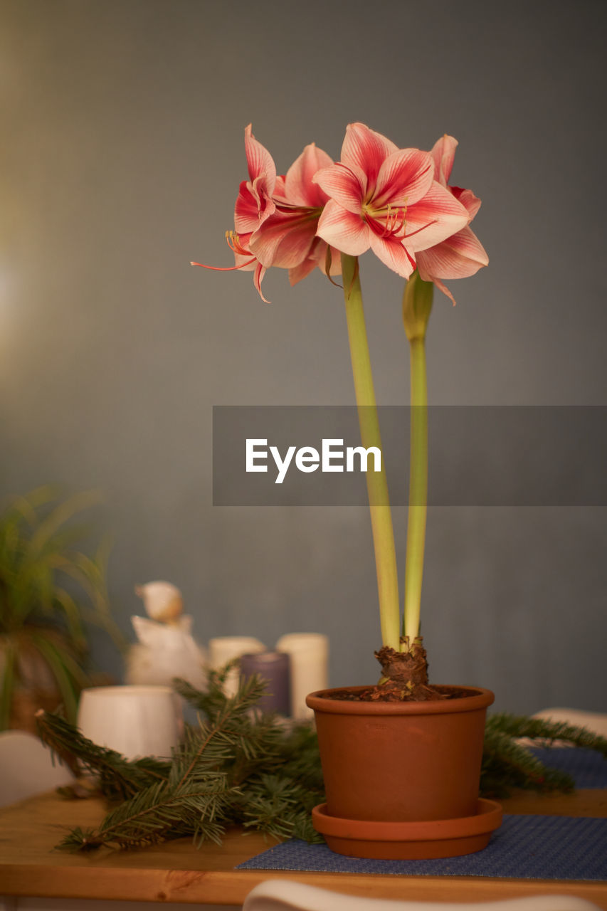 CLOSE-UP OF RED ROSE FLOWER IN VASE