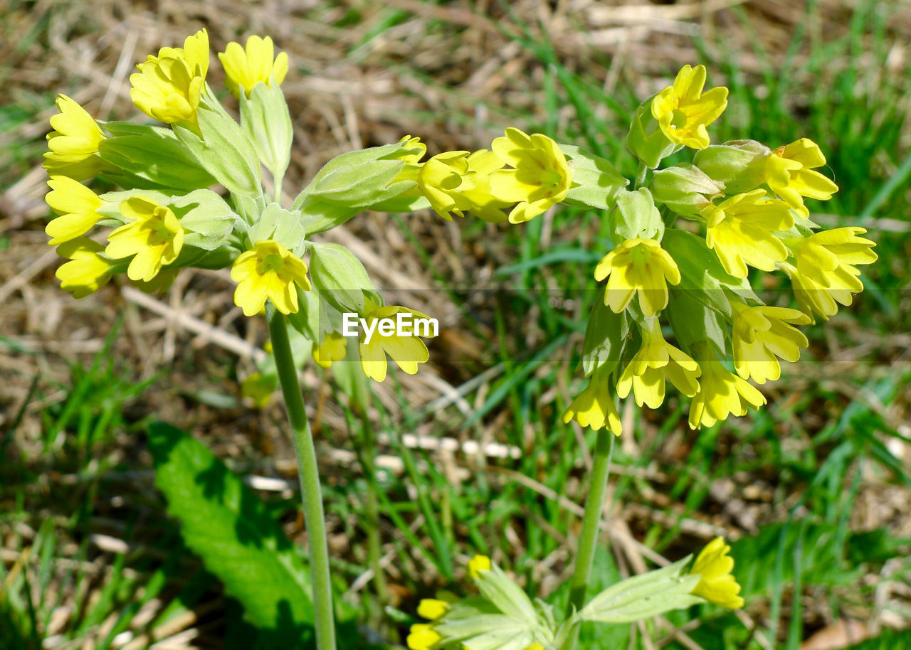 YELLOW FLOWERS BLOOMING ON FIELD