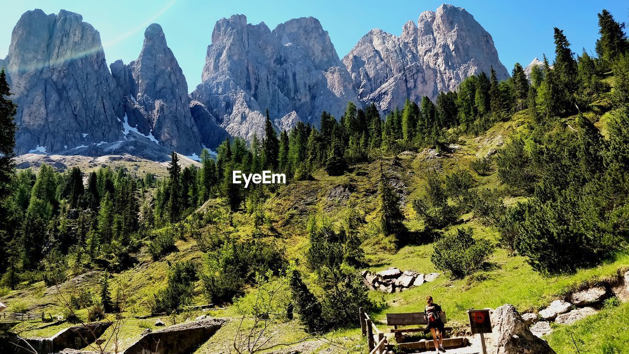 Panoramic shot of pine trees against sky