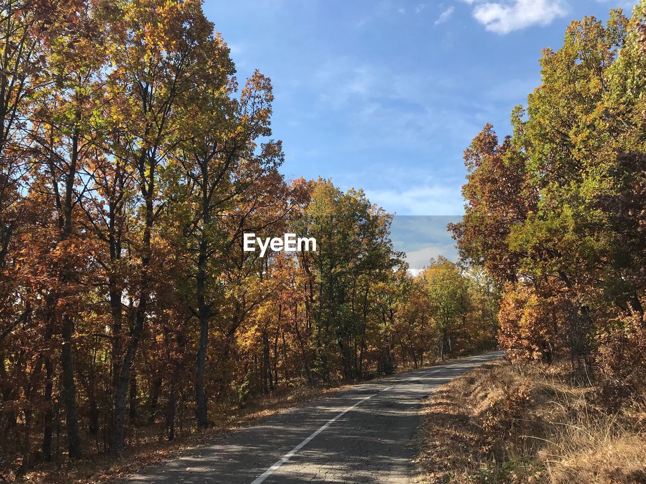 ROAD AMIDST TREES DURING AUTUMN