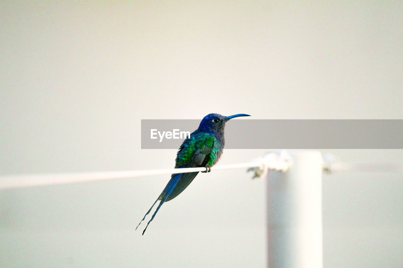 CLOSE-UP OF BIRD PERCHING ON A WALL