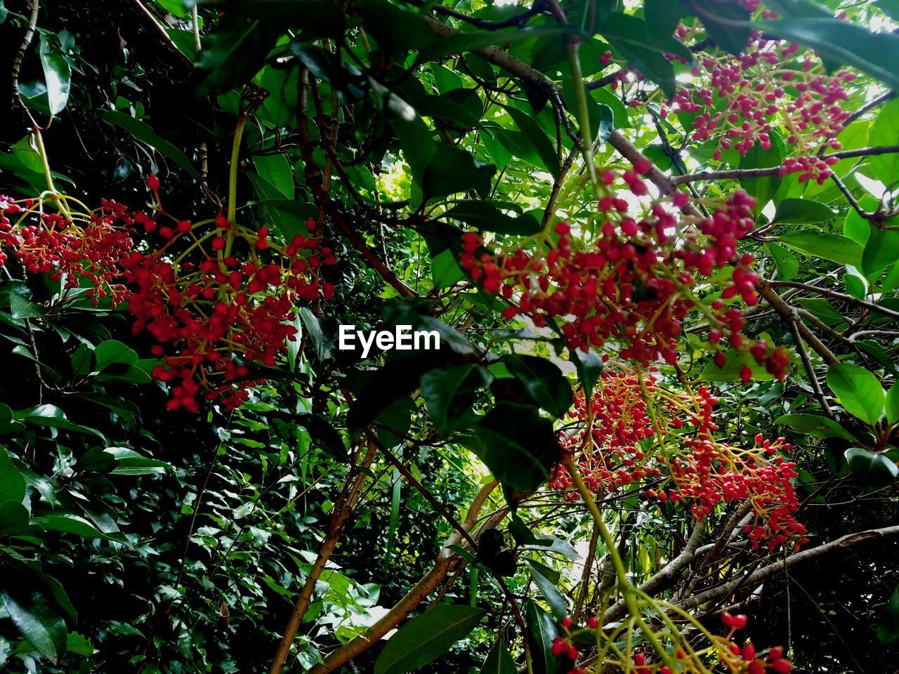 LOW ANGLE VIEW OF RED FLOWERS