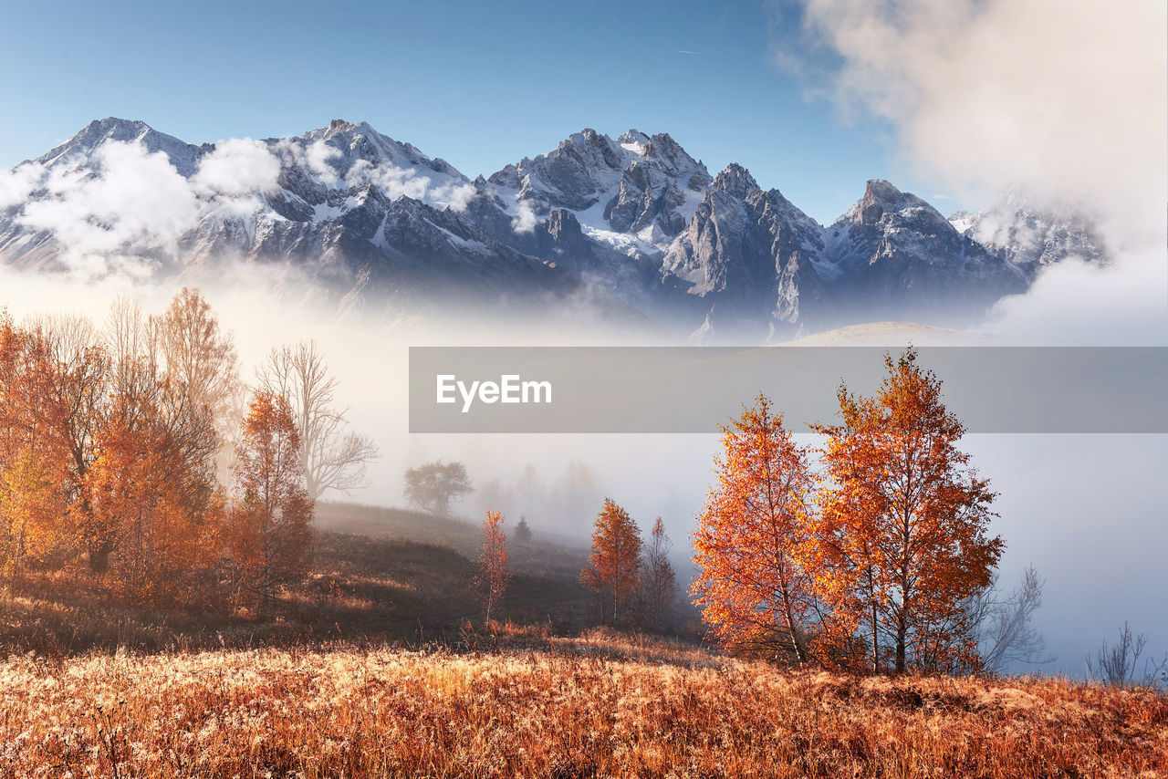 Majestic landscape with autumn trees in misty forest. carpathian, ukraine, europe. beauty world.