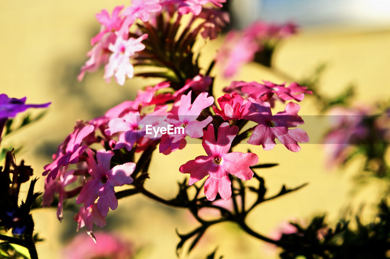 Close-up of pink flowering plant