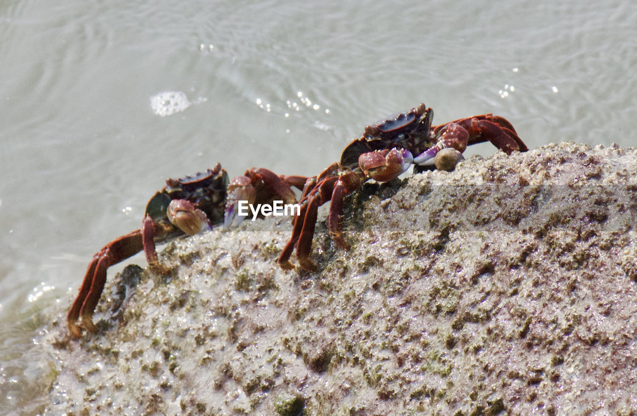 Close-up of crabs at beach