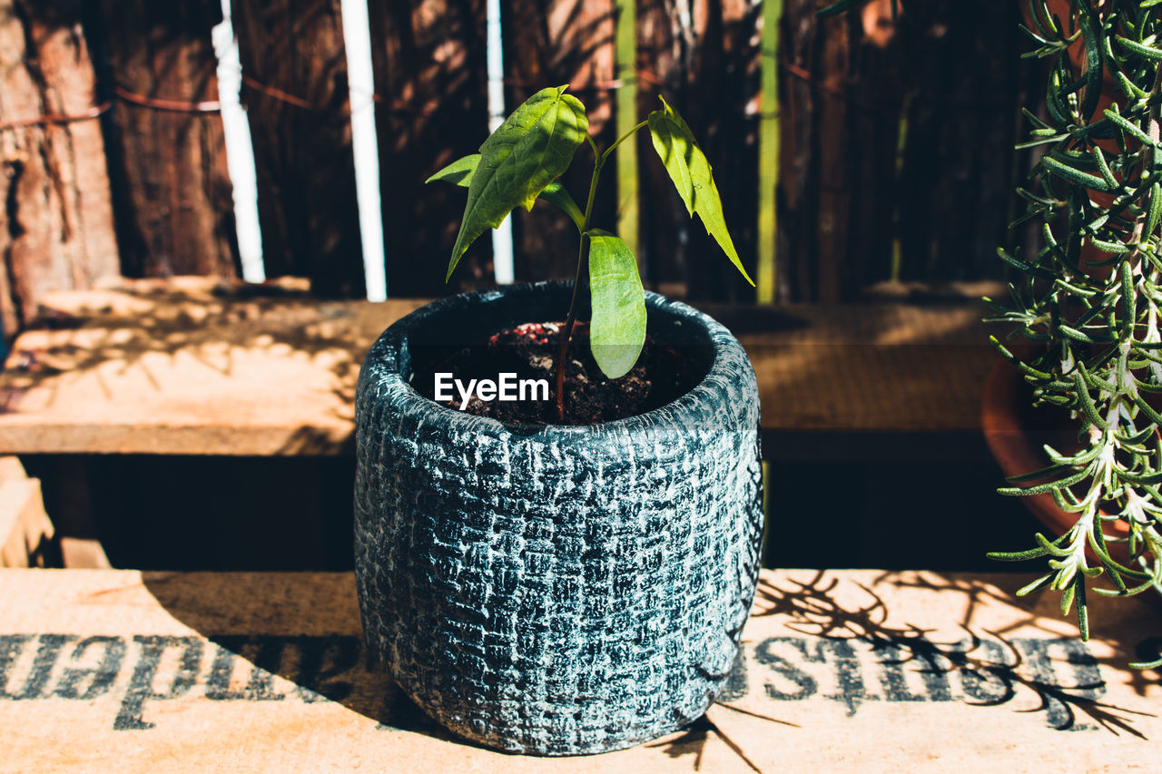 Close-up of potted plant on wooden table