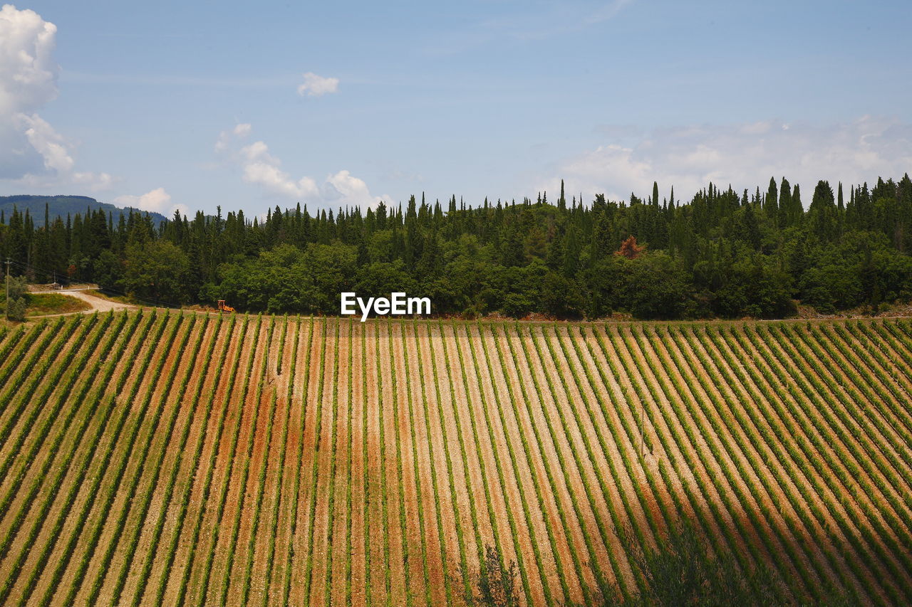 Plants growing on field against sky